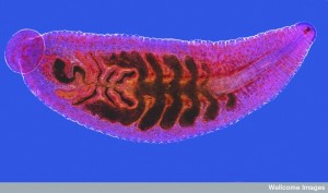 B0008649 A small leech (Glossiphonia), stained preparation.